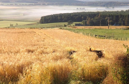 Logie Coldstone House | Pet-Friendly Retreat at The Byre Cottage with Hot Tub