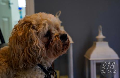Bont Newydd House | Pet-Friendly Retreat at The Cabin, Glan Gwna - Rated 9.4