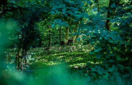 Sirinsulhiye Hotel | Discover The Canyon Kartepe: Pet-Friendly Retreat Awaits