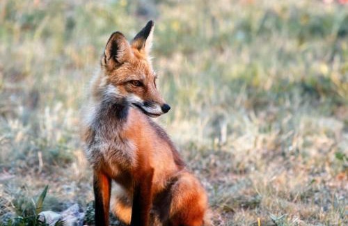 Glacier View Meadows House | Inviting Stay at The Cozy Fox Cabin - Family & Pet Friendly