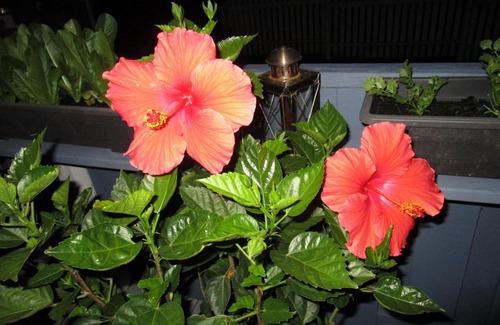 Charlottetown Bed & Breakfast | Discover The Dawson House B&B: Rated 9/10 with Pool & Breakfast