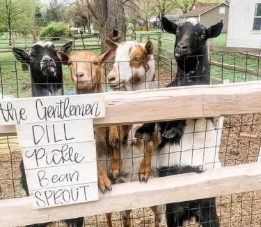 Kaneville House | Experience The Goat Farm: Pet-Friendly & 10/10 Rated Stay