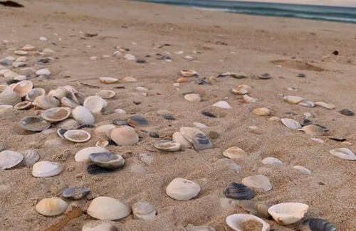 Beaumaris Apartment | Experience Ocean Views at The Happy Shack - 10/10 Rating!