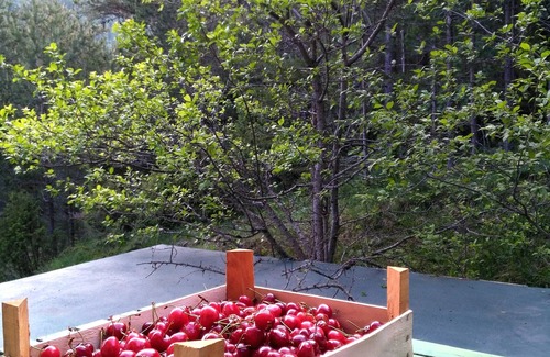 Zabljak House | Discover the Beauty of Durmitor: A Forest Retreat