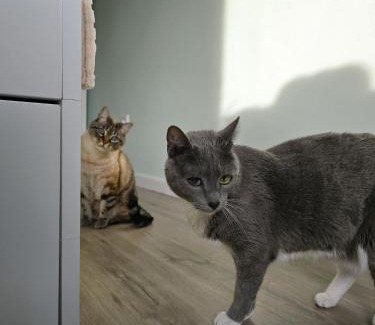Oliveira do Douro House | Budget-Friendly Stay at The House of Cats with Kitchen Access