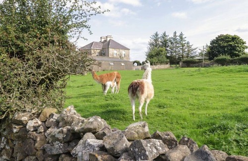 Ballyshannon House | Cozy Lazy Llama Shepherd Hut Farm Stay with Breakfast Included