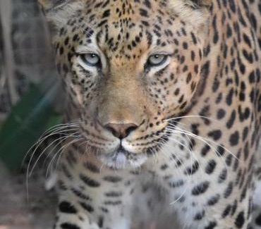 Bela-Bela Hotel | The Lions Foundation Rescue & Conservation Centre at Schrikkloof