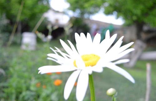 Polski Trambesh House | Pet-Friendly Stay at The Old House Guest House
