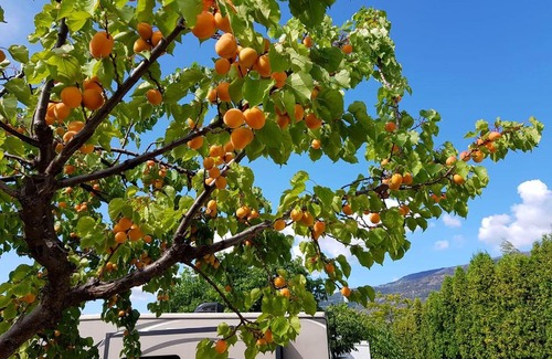 Okanagan-Similkameen Hotel | Discover The Orchard at Oliver: Oceanfront Bliss Awaits