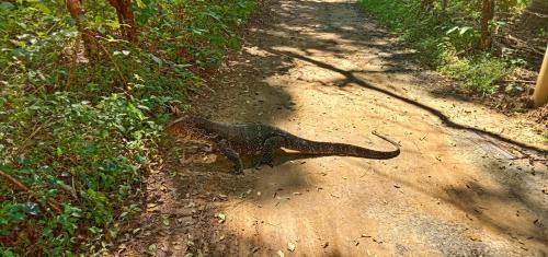Udawalawa House | Guest Rated 10/10: River Face Safari Resort Awaits You