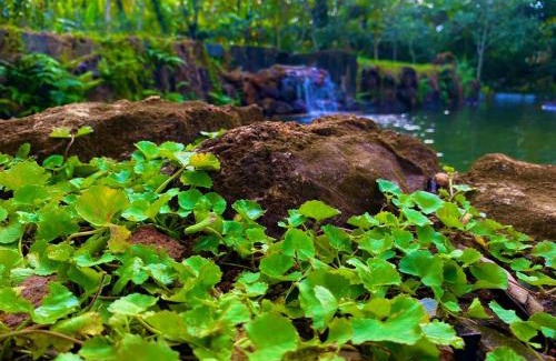 Nelluwa House | Experience Nature at Mist of Sinharaja Eco Lodge