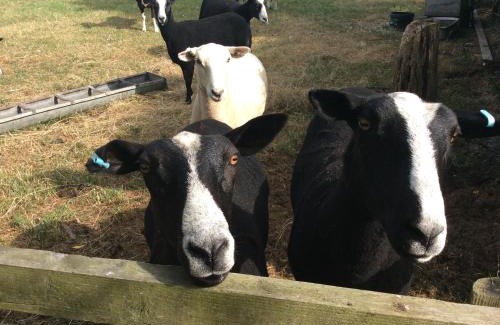 Wedmore Apartment | Discover The Stable: A Budget-Friendly Retreat Awaits