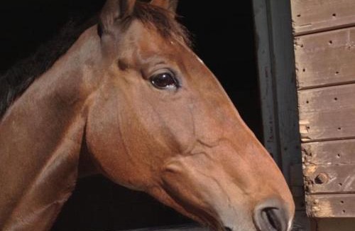 Knowle Sands Bed & Breakfast | Discover The Stables at Deer Park Farm - Pet Friendly Retreat