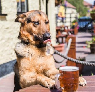 Thornbury Hotel | Relax at The Swan: Pet-Friendly Oceanfront Retreat