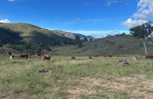 Sandy Flat Cabin | The Tenterfield Goat Housen3000acres with frontage to the Mole/Deepwater rivers.