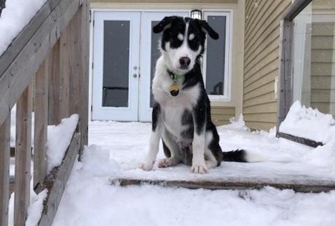 Humber Valley Bed & Breakfast | Pet-Friendly Retreat: The Thoughtful Dog Bed & Breakfast