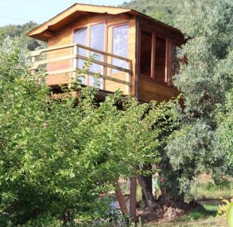 Falerna Bed & Breakfast | Discover The Treehouse: Pet-Friendly Retreat with Pool