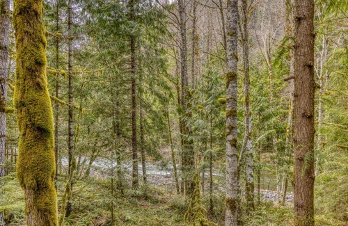 Rhododendron House | Family-Friendly Retreat: The Wildhood Cabin at Mt Hood