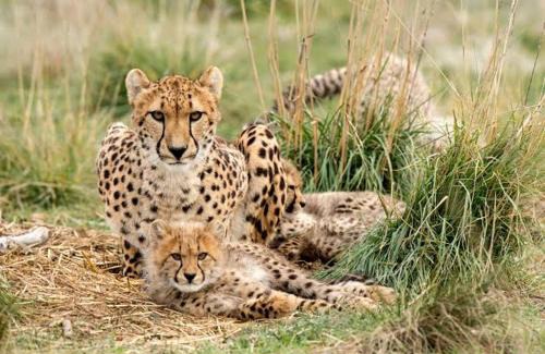 Hammanskraal House | Thirty-Three Dinokeng Big 5