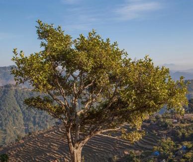 Pokhara Resort | Discover Tiger Mountain Pokhara Lodge with Oceanfront Views