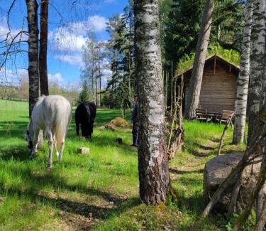 Tibro House | Timmerstugan i skogen