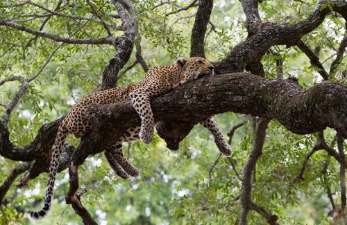 Thorny Bush Game Reserve Cabin | Experience Tintswalo Safari: 5-Star Luxury & Spa Retreat