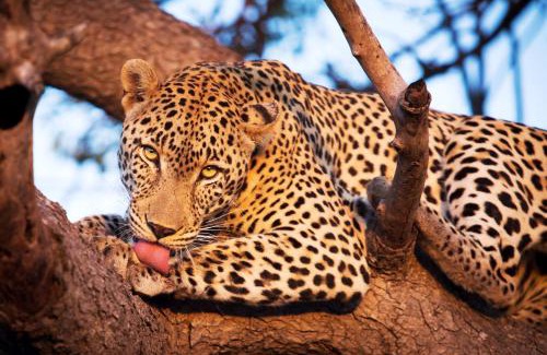 Thorny Bush Game Reserve Cabin | Experience Tintswalo Safari: 5-Star Luxury & Spa Retreat