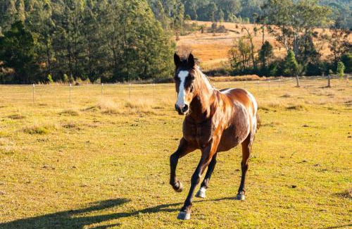 Glenreagh House | Cozy Creekside Cabin: Pet & Child Friendly Retreat
