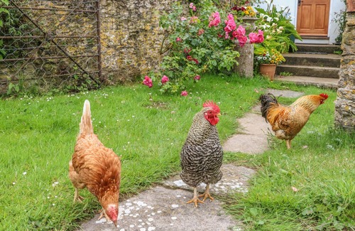 Watermouth Cottage | Cozy Tom's House: Oceanfront Holiday Cottage with Garden