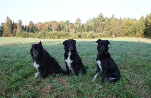 Calvin Bed & Breakfast | Pet-Friendly Retreat: Top of Algonquin Bed and Breakfast