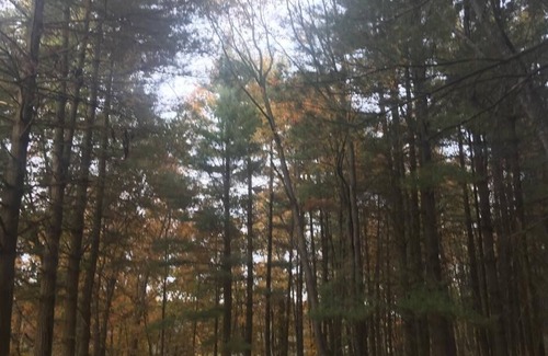 Bluford Cabin | Experience the Total Solar Eclipse at Our Oceanfront Retreat