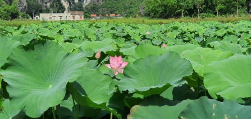 Ninh Binh Villa | Trường Nhàn Homestay: Family and Pet-Friendly Retreat