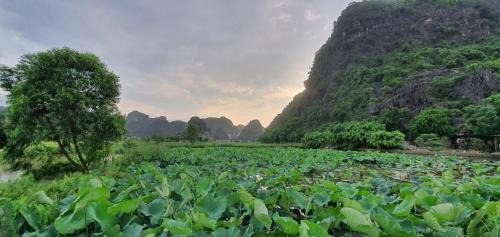 Ninh Binh Villa | Trường Nhàn Homestay: Family and Pet-Friendly Retreat