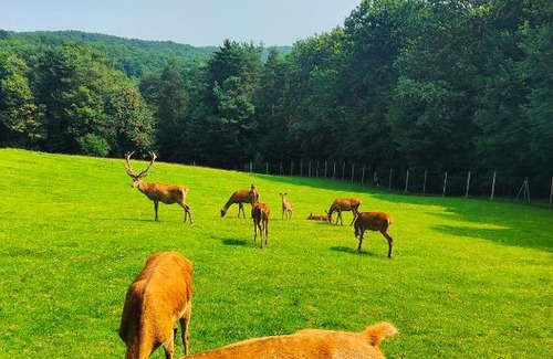 Tisina House | Guest Rated 10/10 at Tromejnik House with Breakfast Included