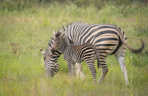 Vaalwater Hotel | Discover Tshwene Lodge: Family-Friendly Retreat with Hot Tub