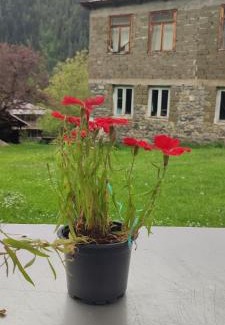 Glola House | Pet-Friendly Tsknari Oda with Kitchen & Breakfast Included