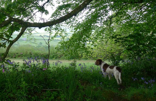 Saint Ann's Chapel House | Experience Tuell Farm Cottages: Pet Friendly & Family Approved