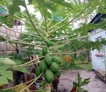 Mongu House | Tumelo Foundation Farms