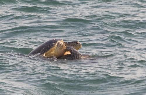 Rekawa Hotel | Discover Turtle Paradise: Beachfront Escape with Spa & More