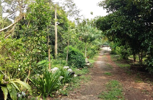 Laem Klat House | Comfortable Cottages on Fruit Farm with Kitchen Access