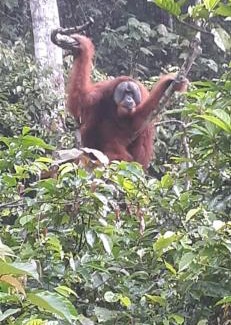 Bukit Lawang Hotel | Cozy Umi Yuki Guesthouse with Jungle Tours & Family-Friendly Amenities