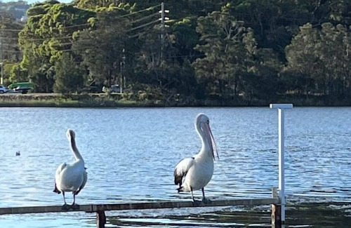 Narrabeen House | Serene Lagoon Oasis with Oceanfront Views for Families