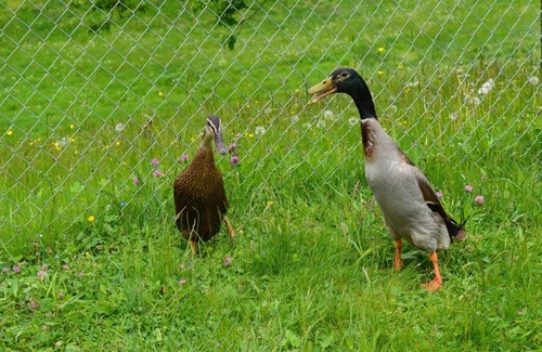 Glarus Sued Apartment | Unsere kleine Farm