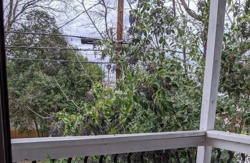 North Loop Apartment | Urban Tree House - University of Texas Area & 5 minutes from Downtown.