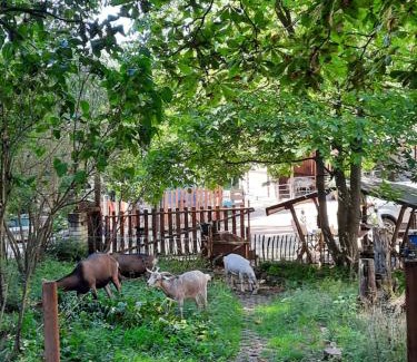 Wartenberg-Rohrbach Other | Experience Nature with Animals at Erlebnis Jurte Retreat