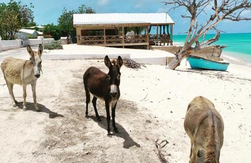 Cockburn Town Villa | Vacation with Heart Villa Donates to Rescue Dogs
