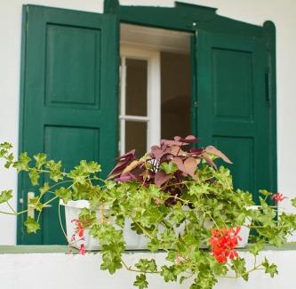 Racalmas House | Pet-Friendly Vadrózsa Vendégház with Pool & Breakfast