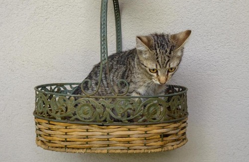 Alsonemedi Apartment | Pet-Friendly Escape at Vidéki Megálló Vendégház