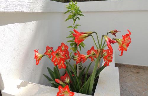 Bijeli do House | Oceanfront Villa Budvanka Guesthouse - Rated 9.4/10!
