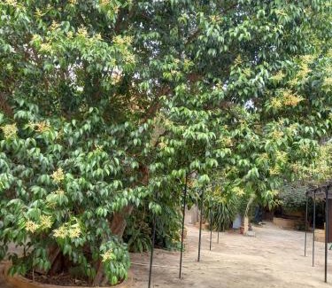 Bagheria House | Top-Rated Villa Coglitore: Family-Friendly with Kitchen Access